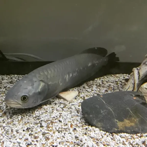 African Arowana Fish