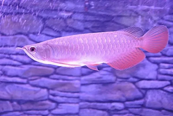 Banjar Red Arowana fish