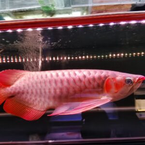 Malaysian Red Arowana