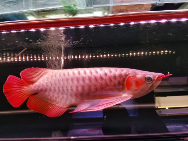 Malaysian Red Arowana