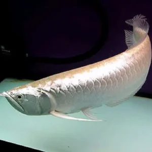 Silver Arowana Fish