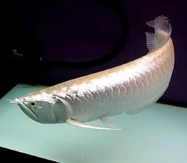 Silver Arowana Fish