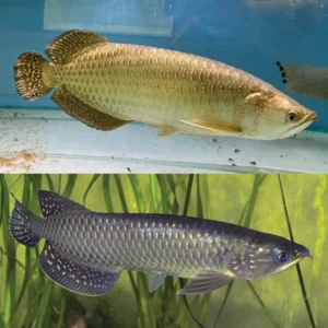 Jardini arowana Fish