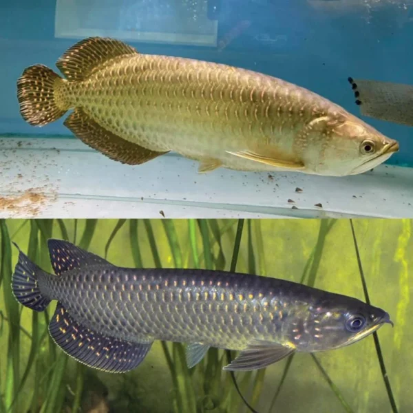 Jardini arowana Fish