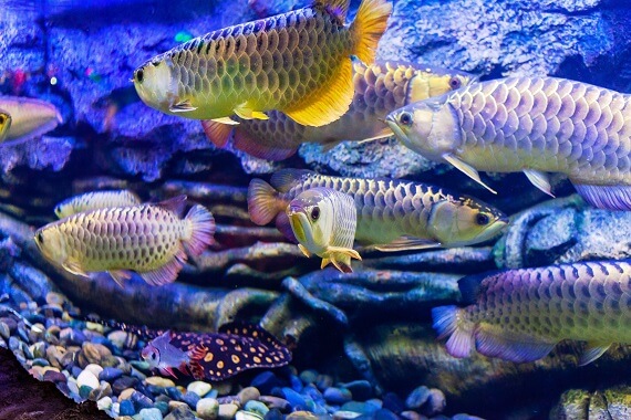 arowanas in a fish tank