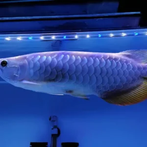 Blue Base Arowana Fish