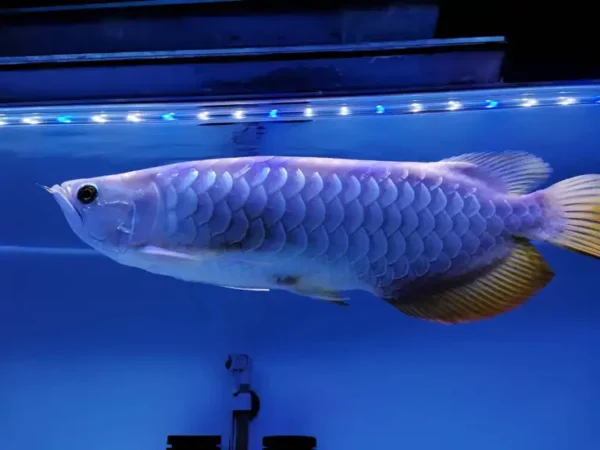 Blue Base Arowana Fish