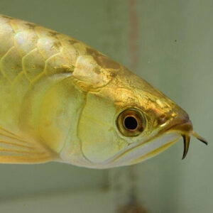 Gold Head Arowana