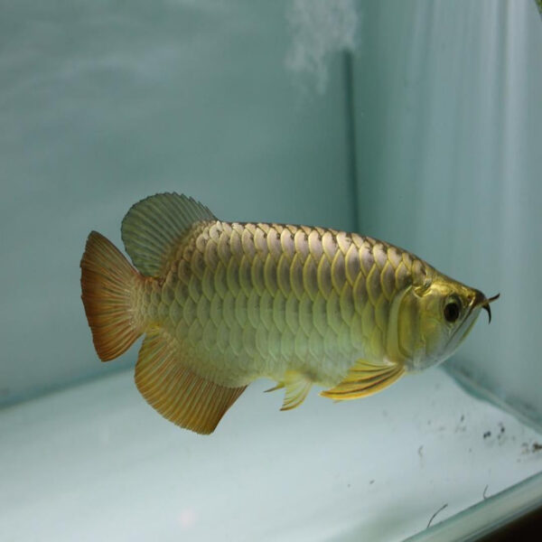 Cross Back Arowana