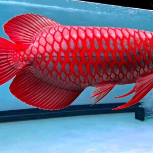 Super Red Arowana