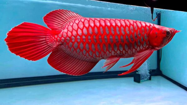 Super Red Arowana