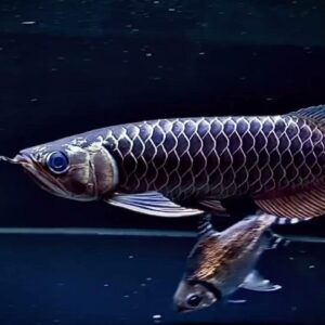 Black Arowana Fish