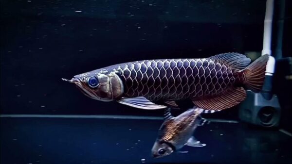 Black Arowana Fish