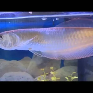 Platinum Arowana Fish for sale