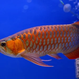 Red Asian Arowana