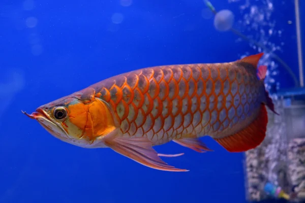 Red Asian Arowana