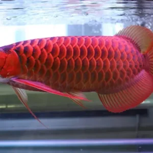 Red Arowana Fish