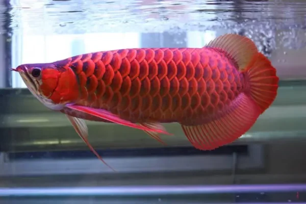 Red Arowana Fish