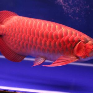 Chili Red Arowana