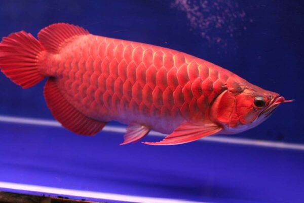 Chili Red Arowana