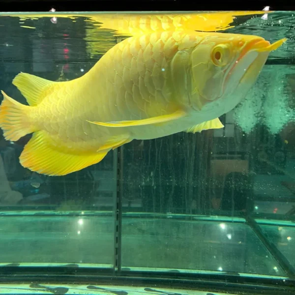 Golden Arowana Fish